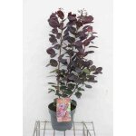 Cotinus cogg. royal purple - arbre  perruque pourpre fustet 50 - 60 cm en pot