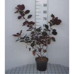 Cotinus dummeri grace arbre perruque pourpre fustet 40 - 60 cm en pot