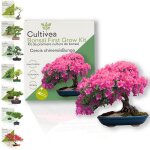 Cultivea� kit first bonsai cercis chinensis ? pr�t � pousser avec graines & accessoires ? id�e cadeau ...