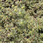 Cultivez votre propre thym un d�licieux herbe potag�re pr�t � planter