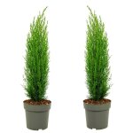 Cupressus sempervirens totem - set de 2 - cypr�s - pot 19cm - hauteur 60 - 80cm