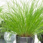 Cyprus zumula - herbe  chat plante compacte  feuilles persistantes plante dintrieur 20 - 30cm