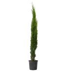 Cyprès toujours vert - cupressus sempervirens - hauteur 70 - 80cm - d19cm Cyprès toujours vert - cupressus sempervirens - hauteur 70 - 80cm - d19cm