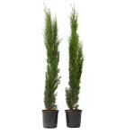 Cyprès toujours vert - set de 2 - cupressus sempervirens - h70 - 80cm - d19cm Cyprès toujours vert - set de 2 - cupressus sempervirens - h70 - 80cm - d19cm