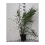 Cytisus praecox - gen�t � balais 40 - 60 cm en pot