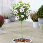 Dame hibiscus stanley - rose de sharon arbre caduc pour jardins et patios.