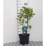 Daphne od. aureomarginata - bois joli odorant panach� daphn� dhiver panach� 20 - 25 cm en pot