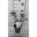 Daphne trans. eternal fragrance daphn 20 25 cm en pot