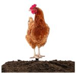 Dcoration extrieure en forme de poule sculpture de poule pour jardin piquets dcoratifs en acrylique pour ...