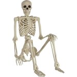 Dcorations dhalloween ? squelettes ? crne humain ? taille relle ? modle anatomique ? dcorations ...