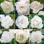 lgant rosier blanc en pot rosiers de jardin haut de gamme avec fleurs colores en t