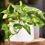 Epipremnum aureum plante vivace dintérieur suspendue plante dintérieur lierre du diable Epipremnum aureum plante vivace dintérieur suspendue plante dintérieur lierre du diable