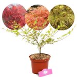 Arbuste dornement - schramas - acer palmatum emerald lace - feuillage jaune - hauteur 250 cm - mi - ombre ...
