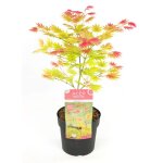 Érable du japon - acer palmatum moonrise - hauteur 40 - 50cm - d19cm Érable du japon - acer palmatum moonrise - hauteur 40 - 50cm - d19cm