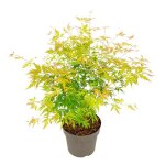 Érable du japon - acer palmatum orange lace - hauteur 60 - 70cm - d19cm Érable du japon - acer palmatum orange lace - hauteur 60 - 70cm - d19cm