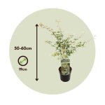 Érable du japon - acer palmatum ukigumo - hauteur 50 - 60cm - d19cm Érable du japon - acer palmatum ukigumo - hauteur 50 - 60cm - d19cm