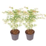 Érable du japon - set de 2 - acer palmatum ukigumo - hauteur 50 - 60cm - d19cm Érable du japon - set de 2 - acer palmatum ukigumo - hauteur 50 - 60cm - d19cm