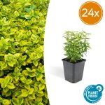 Euonymus fort. emerald n gold - arbuste persistant - 24x 9 cm - 10 - 25 cm - feuillage panach