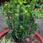 Euonymus green spire - fusain du japon arbuste persistant en pot à vendre. Euonymus green spire - fusain du japon arbuste persistant en pot à vendre.
