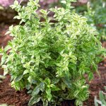 Euonymus harlequin un arbuste compact à feuillage persistant et panaché originaire du japon. Euonymus harlequin un arbuste compact à feuillage persistant et panaché originaire du japon.