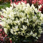 Euonymus himalaya arbuste persistant prêt à planter dans un pot de fleurs est un fusain japonais pour ... Euonymus himalaya arbuste persistant prêt à planter dans un pot de fleurs est un fusain japonais pour ...