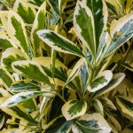Euonymus japonicus bravo - fusain du japon arbuste persistant en pot pour jardin. Euonymus japonicus bravo - fusain du japon arbuste persistant en pot pour jardin.