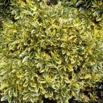 Euonymus japonicus ovatus aureus - arbuste persistant japonais à feuilles dorées pot de 9 cm Euonymus japonicus ovatus aureus - arbuste persistant japonais à feuilles dorées pot de 9 cm