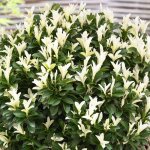 Euonymus paloma blanca - fusain du japon arbuste persistant en pot pour jardin. Euonymus paloma blanca - fusain du japon arbuste persistant en pot pour jardin.