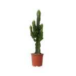 Euphorbe ingens - set de 2 - euphorbia ingens - hauteur 50 - 60cm - d17cm