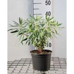 Euphorbia char. wulfenii - euphorbe vivace en pot 9x9 cm fleurs chartreuses mai - octobre feuillage gris ...