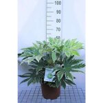 Fatsia jap. spiders web aralie du japon fatsie du japon 60 cm en pot