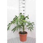 Fatsia poly. green fingers - aralie du japon fatsie du japon 60 - + cm en pot Fatsia poly. green fingers - aralie du japon fatsie du japon 60 - + cm en pot