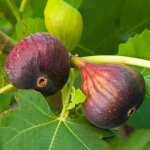 Ficus brown turkey arbre fruitier figuier robuste plante en pot dextérieur 20 - 30 cm Ficus brown turkey arbre fruitier figuier robuste plante en pot dextérieur 20 - 30 cm