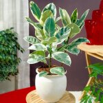 Ficus elastica ? arbre à caoutchouc vente de plante d?intérieur de qualité en pot 30 - 40 cm Ficus elastica ? arbre à caoutchouc vente de plante d?intérieur de qualité en pot 30 - 40 cm