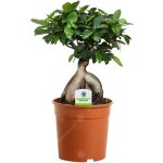 Ficus ginseng ? 1 plante ? maison bureau arbuste d?intérieur en pot 12 cm Ficus ginseng ? 1 plante ? maison bureau arbuste d?intérieur en pot 12 cm