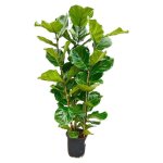 Ficus lyrata - figuier violoniste - plante solitaire - hauteur env. 155cm - pot 27cm