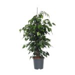 Ficus pleureur - ficus benjamina danielle - hauteur 100 - 110cm - d21cm