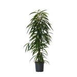 Ficus pleureur - ficus binnendijkii - hauteur 100 - 110cm - d21cm