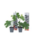 Figuier de barbarie - set de 2 - ficus carica brown turkey - h25 - 40cm - d9cm