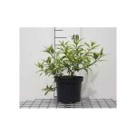 Forsythia hybr. maree dor� (courtasol�) - forsythia mimosa de paris mar�e dor 25 - 30 cm en pot