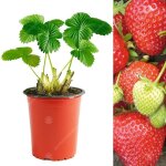 Fraisier cambridge favourite (9 cm 10 plants)