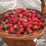 Fraisier mara des bois (lot de 6 pieds) Fraisier mara des bois (lot de 6 pieds)