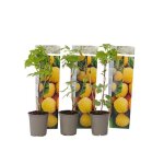 Framboisier - set de 3 - rubus idaeus fallgold - hauteur 25 - 40cm - d9cm Framboisier - set de 3 - rubus idaeus fallgold - hauteur 25 - 40cm - d9cm