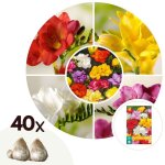 Freesia parfumée - set de 40 - freesia mix - bulbes à fleurs Freesia parfumée - set de 40 - freesia mix - bulbes à fleurs