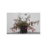 Fuchsia hybr. riccartonii - fuchsia demoiselle 30 - 40 cm en pot