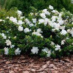 Gardenersdream gardenia jasminoides crown jewel - jasmin etoile odorant - arbustes persistants en pot ... Gardenersdream gardenia jasminoides crown jewel - jasmin etoile odorant - arbustes persistants en pot ...