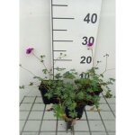 Geranium cin. purpureum - bec de grue en pot de 9 x 9 cm