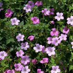 Plante - schramas - geranium endressii wargrave pink - rose - 35 - 40 cm - couvre - sol