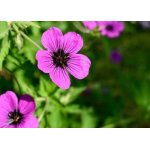 Geranium hybr. dragon heart� - plante vivace rustique en pot de 9 x 9 cm