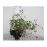 Geranium hybr. orion - plante vivace rustique en pot de 9 x 9 cm